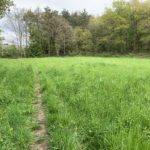 Photo of a small green meadow.