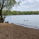 Photo looking out across a large fishing lake. Two geese swim.