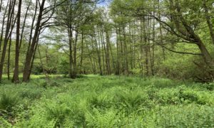 Photo of tall trees and lush green vegetation beneath.