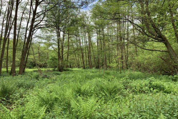 Photo of tall trees and lush green vegetation beneath.