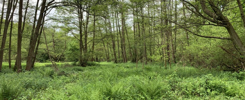 Photo of tall trees and lush green vegetation beneath.