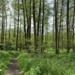 Photo of a small path in a woodland, with tall trees and lush green vegetation beneath.