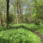 Photo of a small path in a woodland, with tall trees and lush green vegetation beneath.