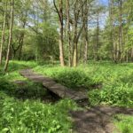 Photo of a small sleeper bridge crossing a wet patch, in a woodland, with tall trees and lush green vegetation beneath.