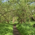 Photo of a level woodland path with lush vegetation either side.