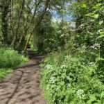 Photo of a level woodland path with lush vegetation either side.