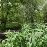 Photo of a level woodland path with lush vegetation either side.