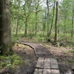 Photo of an uneven woodland path, with bright green leaves on the trees.