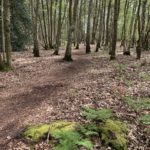 Photo of a woodland path snaking through tall trees.