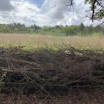 Photo of a pile of branches piled up at the edge of a large pond.