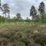 Photo looking out across an expanse of heathland with tall pine trees in the middle distance.