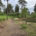 Photo looking down a heathland path. An expanse of heathland with tall pine trees and scattered scrub. Two people walking a dog in the distance.