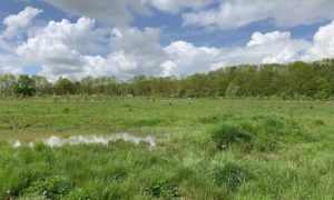 Photo of a pond in a green meadow.