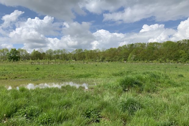 Photo of a pond in a green meadow.