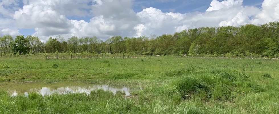 Photo of a pond in a green meadow.