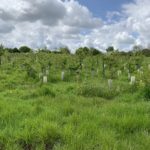 Photo of a green meadow with the young trees still protected by tree guards (around the trunks) but doing well.