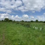 Photo of a large green meadow, with a rough path shown running along a newly planted hedge.