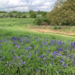 Photo of a large green meadow, with a lovely mass of bluebells in the foreground.