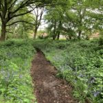 Photo of a woodland with bluebells.