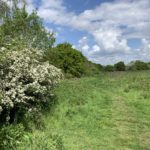 Photo of a large green meadow, with Hawthorne's white blossom in the foreground.