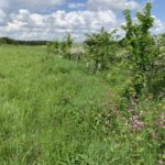 Photo of young trees in a meadow and lots of wildflowers including Red Campion.