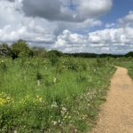 Photo of a surfaced path. Green meadow. Newly planted trees doing well.