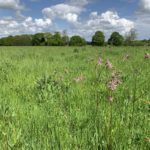 Photo of a green meadow with pink-flowered Ragged Robin in the foreground.