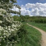 Photo of path winding through a meadow, with a pretty Hawthorne tree in flower.