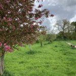 Photo of a row of fruit trees in a meadow, all with different coloured blossom.