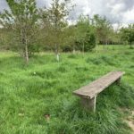 Photo of a small bench with trees behind.