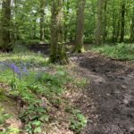 Photo of fresh green woodland, with bluebells in the foreground. A rather muddy path.