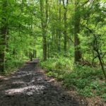 Photo of fresh green woodland and a rather muddy path.