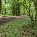 Photo of freah green woodland, with bluebells in the foreground.