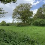 Photo of a green meadow and mature Oak trees.