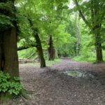 Photo of an avenue of mature Horse Chestnut trees with fresh green leaves.