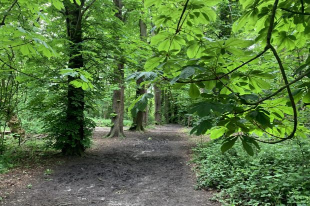 Photo of an avenue of mature Horse Chestnut trees with fresh green leaves.