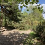 Photo of a shady bench surrounded by trees and gorse bushes.