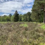 Photo of an area of open heather, with a few small birches, fringed with taller trees.