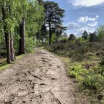 Photo of a sandy path running alongside an open area of heather where birds could be nesting.