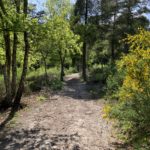 Photo of a sandy path running downhill towards woodland.