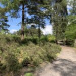 Photo of a sandy path running alongside an open area of heather where birds could be nesting.