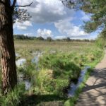 Photo of a wooden boardwalk running alongside and interesting wetland area. A pine tree in the foreground.