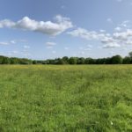 Photo looking out across a huge meadow with flowering yellow buttercups