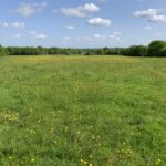 Photo looking out across a huge meadow with flowering yellow buttercups