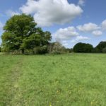 Photo looking over the meadow towards a large oak tree beside a pond.