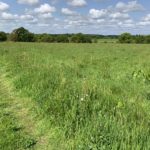 Photo of a green meadow with wildflowers in the foreground.