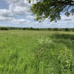 Photo of a green meadow with wildflowers in the foreground.