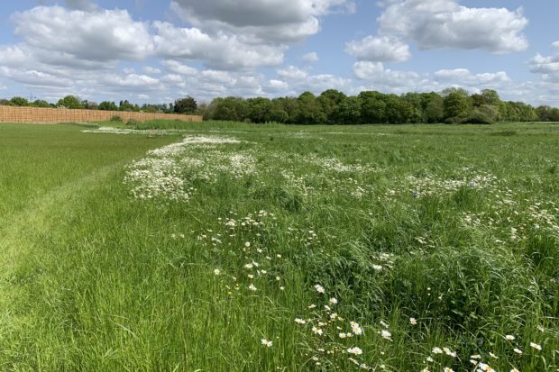 Photo of a mown path leading through a meadow full of white daisies.