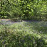 Photo of Bluebells in flower.