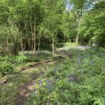 Photo of a woodland path and lots of Bluebells in flower.